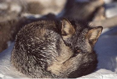 数据挖掘发现Switch会员还将追加近百款经典游戏