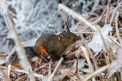 《部落幸存者》重大版本更新预告 势力系统、建筑等新内容